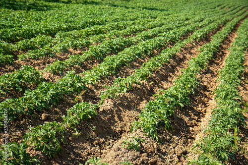 cultivation of mountain potatoes montese zocca italy photo