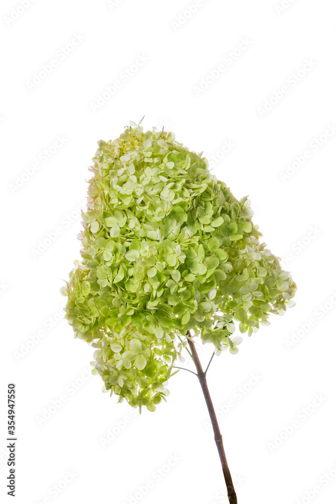 Fototapeta premium Hydrangea Flowers Isolated on White Background. Selective focus.