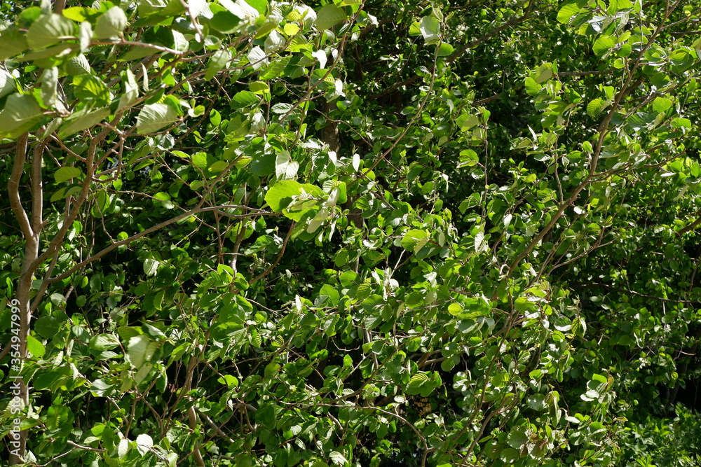 The green background of the shrubs and trees. Plants. Flowering. Suitable for background. The green background of the shrubs and trees. Plants. Flowering. Suitable for background.