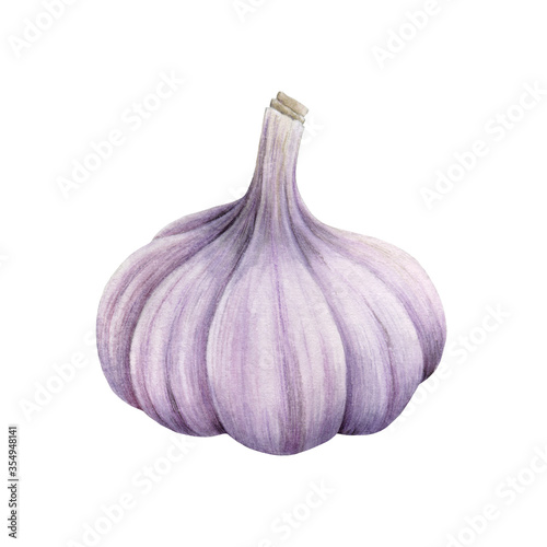 Garlic bulb close up watercolor illustration. Hand drawn raw organic spicy vegetable. Realistic tasty whole single garlic root. Healthy vegetarian nutrition. Isolated on white background