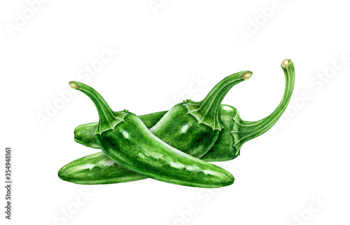 Jalapeno green chili peppers group watercolor illustration. Fresh organic whole chili pepper cook ingredient. Hot spicy vegetable capsicum annuum. Jalapeno green Mexican traditional agriculture plant