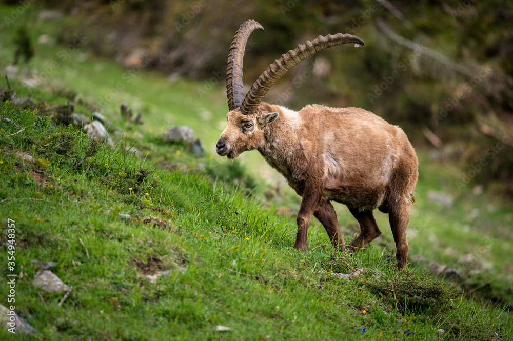 impressive alpine ibex in the swiss alps impressive alpine ibex in the swiss alps
