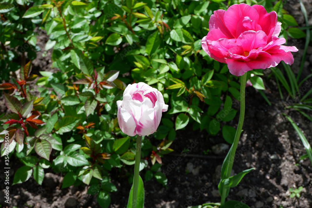 White, purple and pink tulips. Color set. Flowers. Plants. Nature. Background