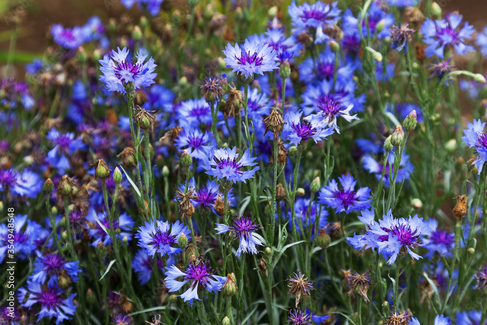Cornflowers. Wild Blue Flowers Blooming. Closeup Image. Soft Focus Cornflowers. Wild Blue Flowers Blooming. Closeup Image. Soft Focus