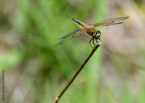 dragonfly on a leaf © Dave