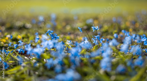 Close up of blue scilla flowers captured from low angle. panoramic photo. Shallow depth of field with blurred green sun shined background and bokeh