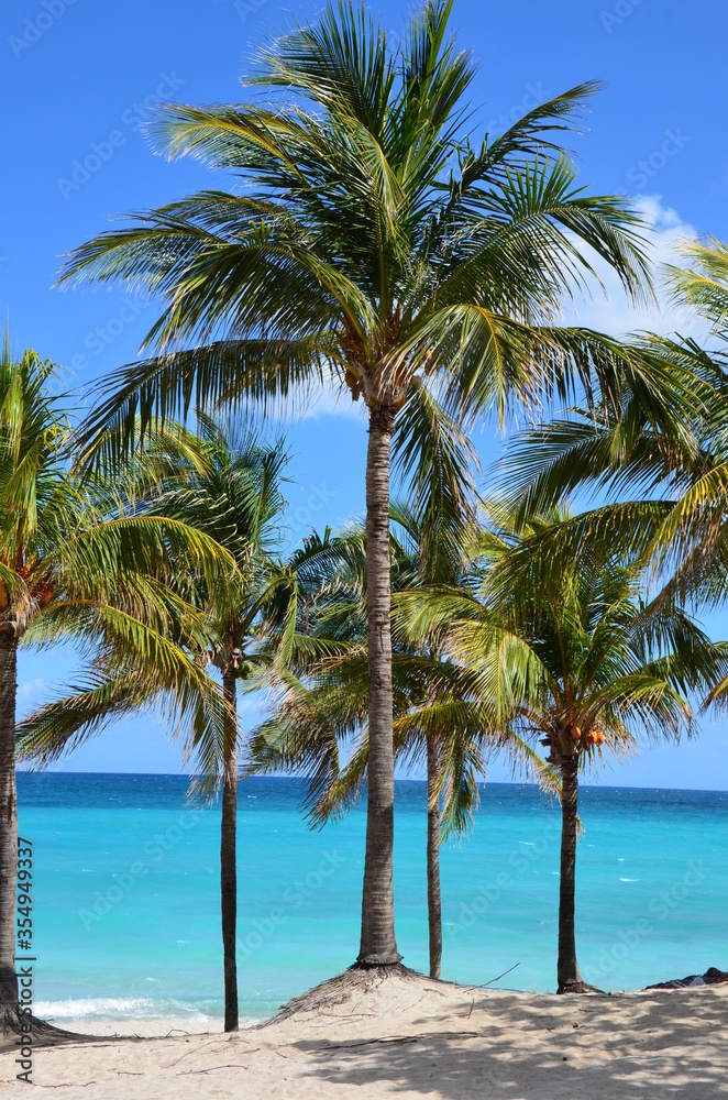 Palm trees on Varadero beach in cuba, turquoise caribbean sea in the background, blue sky background, a sunny day