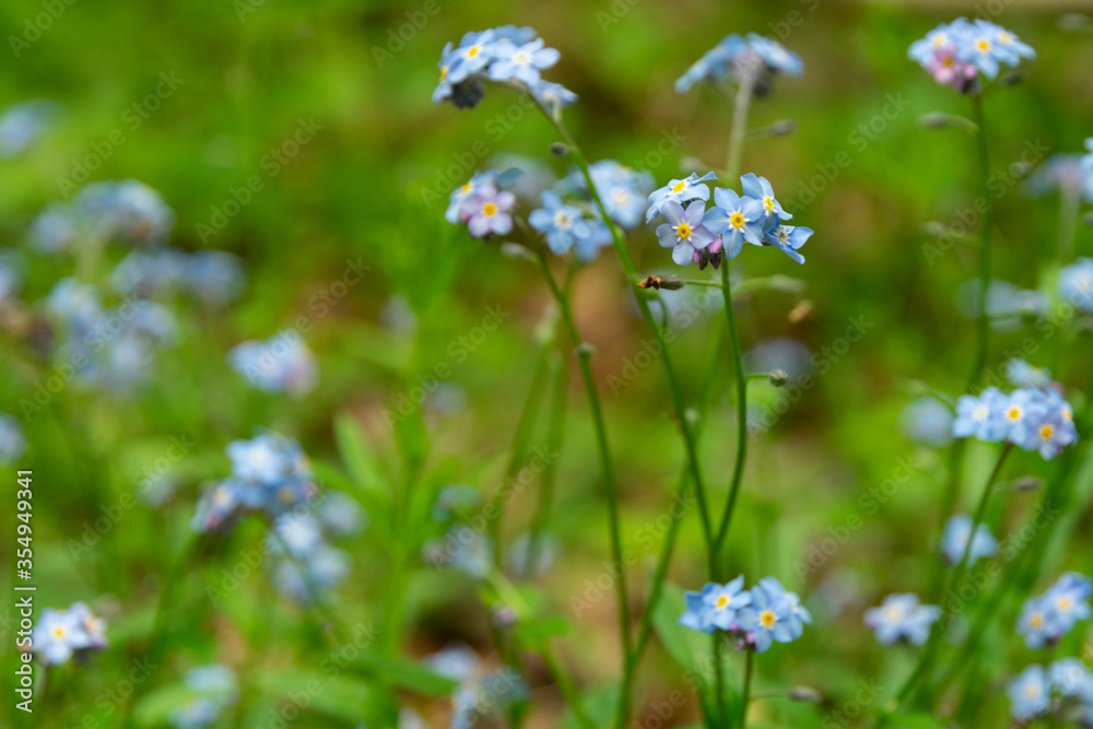 Myosotis sylvatica blossoms. blue flowers close-up in the forest Myosotis sylvatica blossoms. blue flowers close-up in the forest
