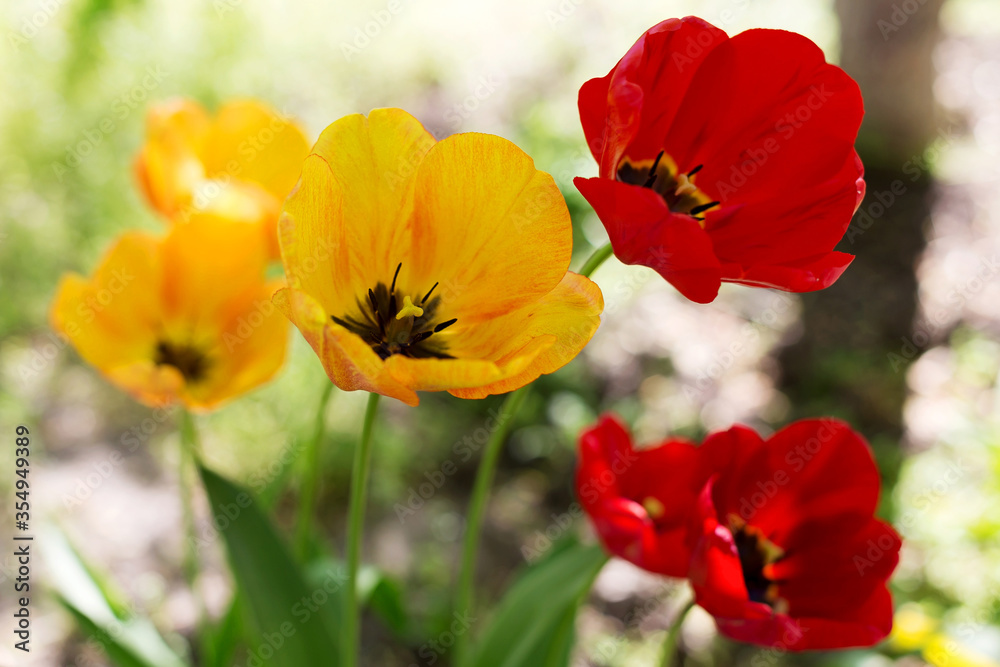Beautiful bright red and yellow tulips. Soft selective focus. Closeup Image. Beautiful bright red and yellow tulips. Soft selective focus. Closeup Image.