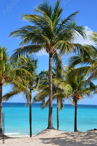 Palm trees on Varadero beach in cuba, turquoise caribbean sea in the background, blue sky background, a sunny day © ClaudiaRMImages