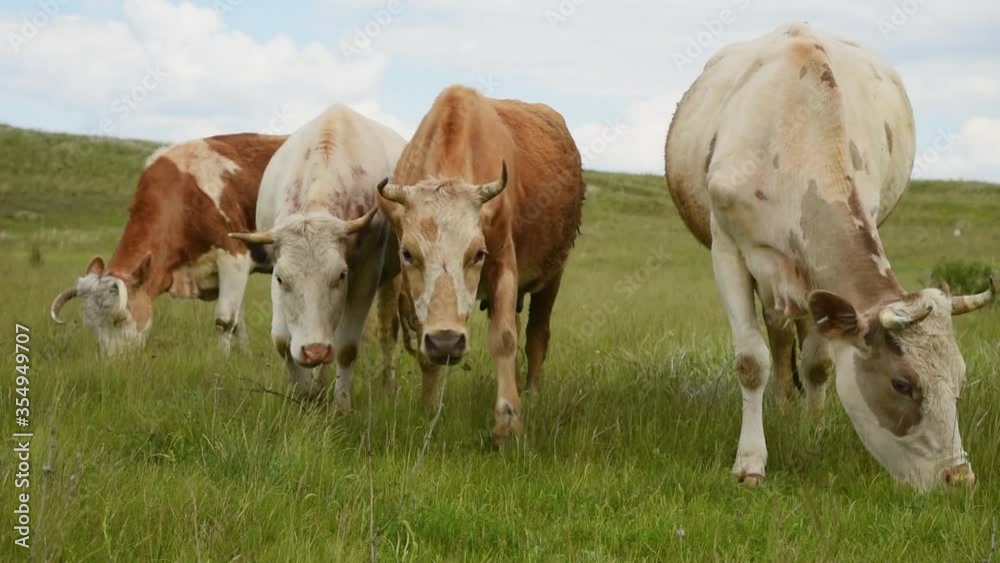 Cows eat grass in a meadow in the village. Cattle graze on the field on a sunny day. Cows eat grass in a meadow in the village. Cattle graze on the field on a sunny day.
