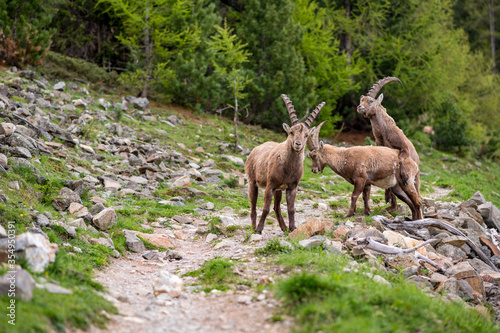 subadult male ibexes on a hiking path in Engadine