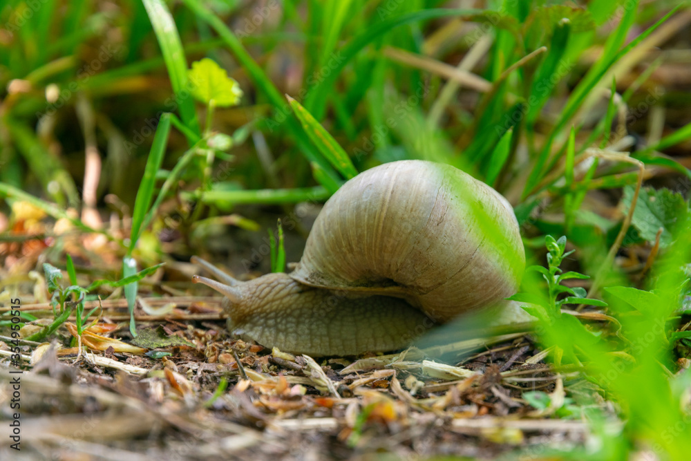 large grape snail crawling on grass in the forest large grape snail crawling on grass in the forest