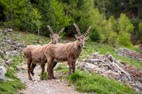 two cute subadult ibexes on the hiking trail looking towards the camera