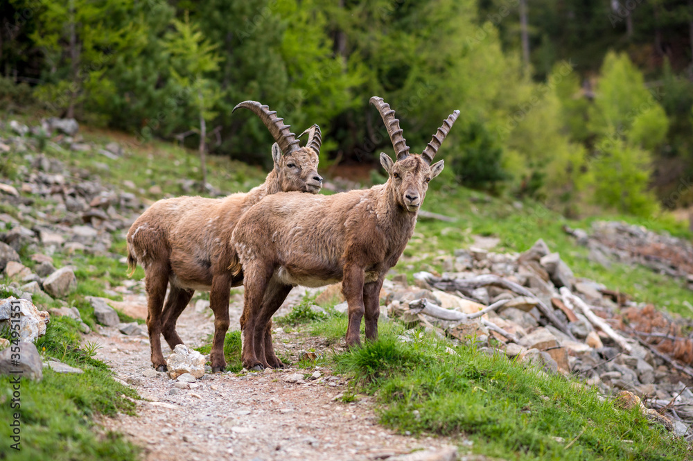two cute subadult ibexes on the hiking trail two cute subadult ibexes on the hiking trail