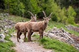 two cute subadult ibexes on the hiking trail