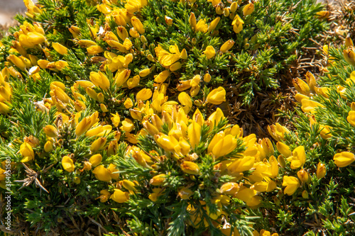 Fleurs de genêt à balais - Cytisus scoparius	 photo