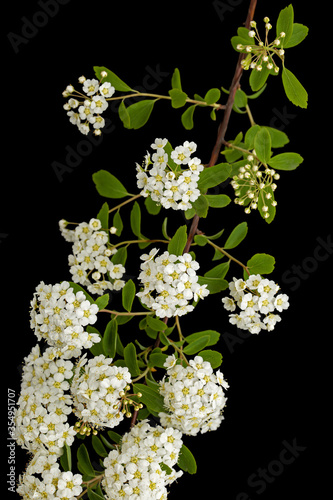 White flowers of Spirea aguta or Brides wreath, isolated on black background photo