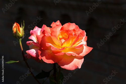 Beautiful bright Beautiful delicate rose in backlight on a dark background. Selective focus and space in the zone blurring compositions for the production of advertising and text. photo