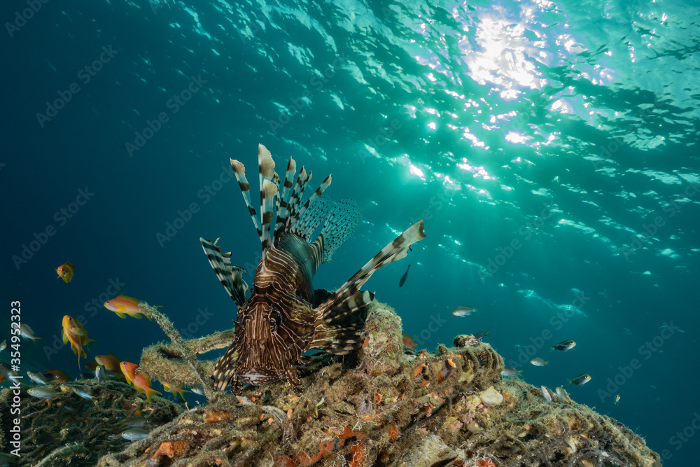 Obraz premium Lion fish in the Red Sea colorful fish, Eilat Israel 