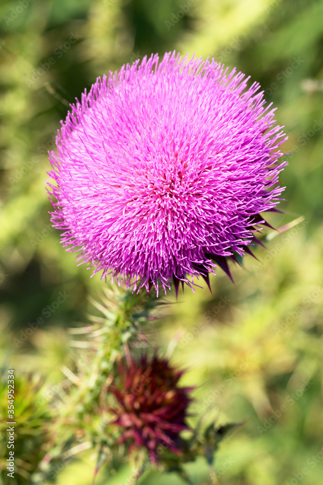 Beautiful bright flower thistle. Bees pollinate the flowers, collect nectar and pollen from flowers. Selective focus, space in the zone blurring compositions for the production of advertising. Beautiful bright flower thistle. Bees pollinate the flowers, collect nectar and pollen from flowers. Selective focus, space in the zone blurring compositions for the production of advertising.