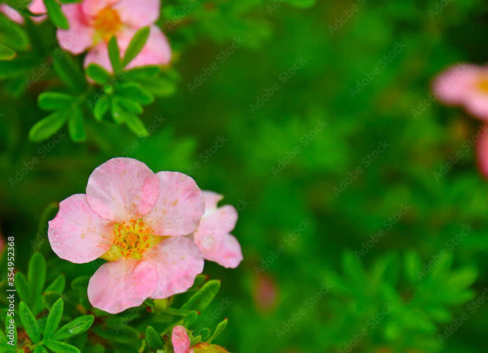 Close-up a pink flower of Cinquefoil (Dasiphora fruticosa) on blurred bright green foliage in summer garden. Natural background with copy space, selective focus Close-up a pink flower of Cinquefoil (Dasiphora fruticosa) on blurred bright green foliage in summer garden. Natural background with copy space, selective focus