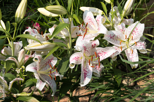 Oriental Lily Muscadet