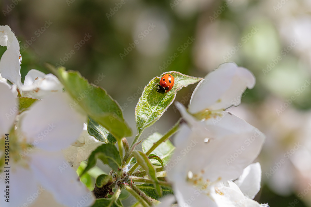 Red ladybug climbs on a flowering flower on a blossoming apple tree Red ladybug climbs on a flowering flower on a blossoming apple tree