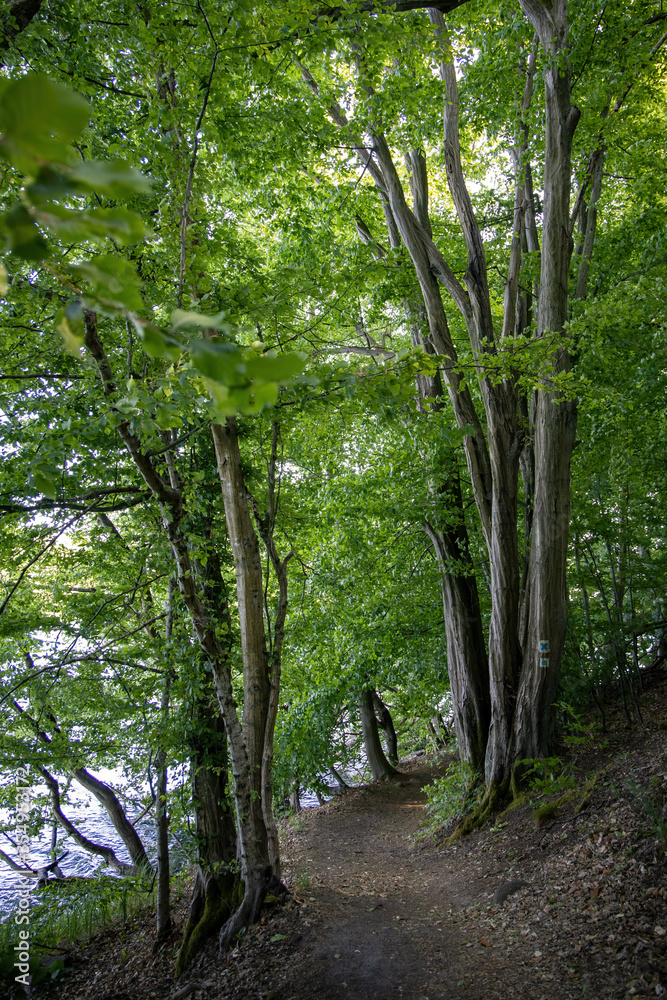 Hiking on a trail at the Feldberger Seenlandschaft. Hiking on a trail at the Feldberger Seenlandschaft.
