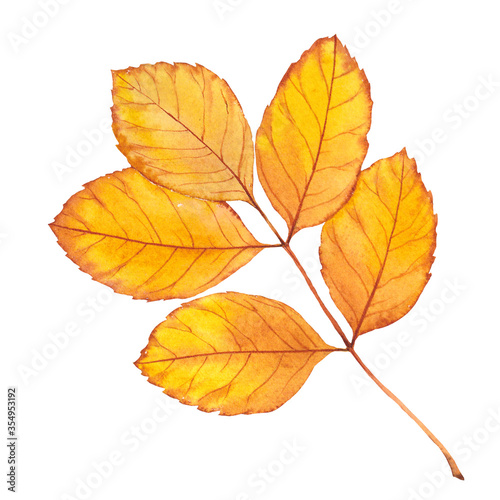 Fotografie, Obraz Autumn beech leaf.