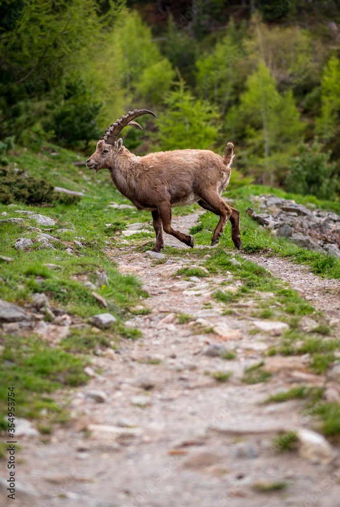 running subadult male ibex on a hiking path in Engadine running subadult male ibex on a hiking path in Engadine