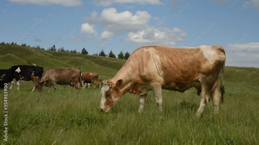 Cows eat grass in a meadow in the village. Cattle graze on the field on a sunny day. Cows eat grass in a meadow in the village. Cattle graze on the field on a sunny day.