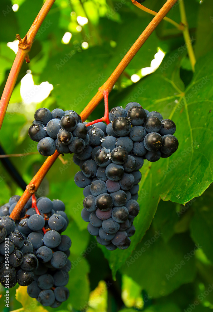 Fototapeta premium Sweet and tasty red grape bunch hanging on the vine close-up. 