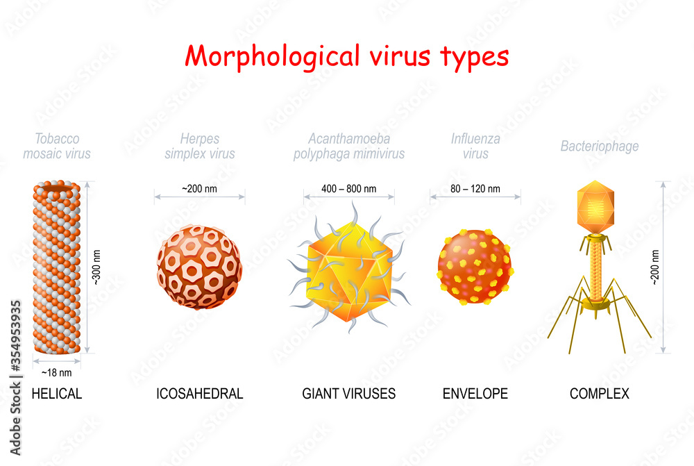 morphological types and size of viruses. vector de Stock Adobe Stock