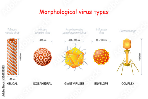 morphological types and size of viruses. photo