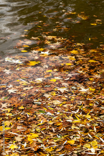 Dry Autumn Leaves in Lake Water