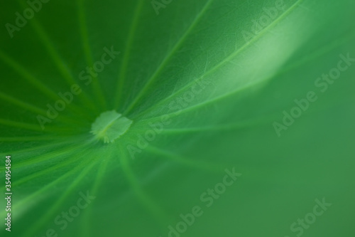 Textured leaf of lotus with green nature background and sunrise light  Lotus leaf is an herb with many medicinal properties and in some countries in Asia used it as a container for food wrapping.