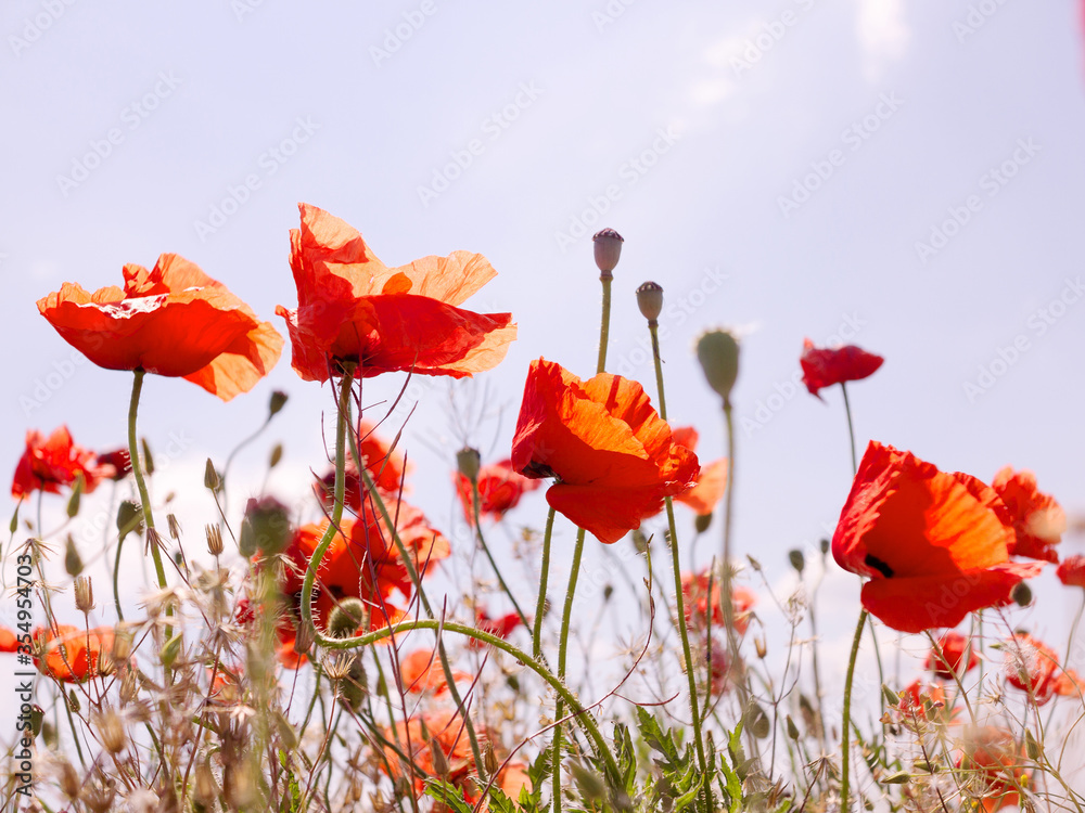 Obraz premium Authentic landscape of wild red poppies against the sky as background for design. Selective focus and space in the zone blurring compositions for the production of advertising and text.