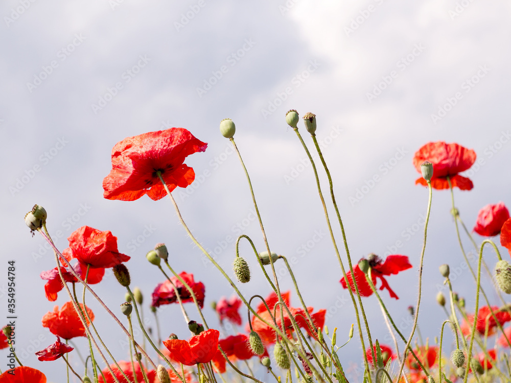 Obraz premium Authentic landscape of wild red poppies against the sky as background for design. Selective focus and space in the zone blurring compositions for the production of advertising and text.