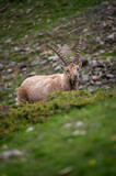  impressive male ibex in Engadine
