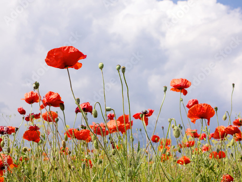 Authentic landscape of wild red poppies against the sky as background for design. Selective focus and space in the zone blurring compositions for the production of advertising and text.