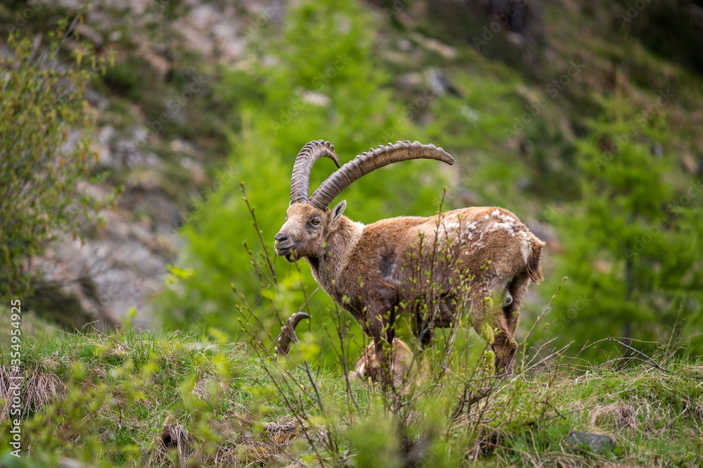 impressive male ibex in Engadine