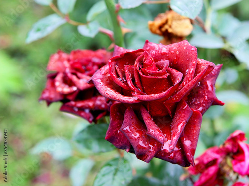 Beautiful bright red roses with drops of water after rain. Soft selective focus.