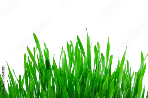 Close-up of wheatgrass on white background.