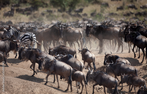 The great annual migration in kenya