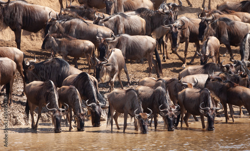 The great annual migration in kenya