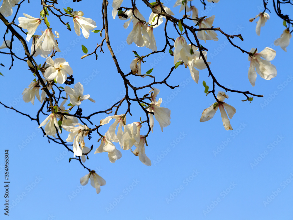 Authentic landscape magnolia flowers against the sky, backlit, backlight, as a background for setting advertising or text.