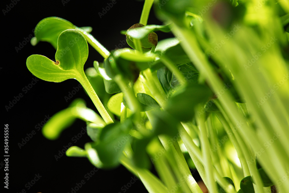 Young baby plant sprouts close up against black background Young baby plant sprouts close up against black background