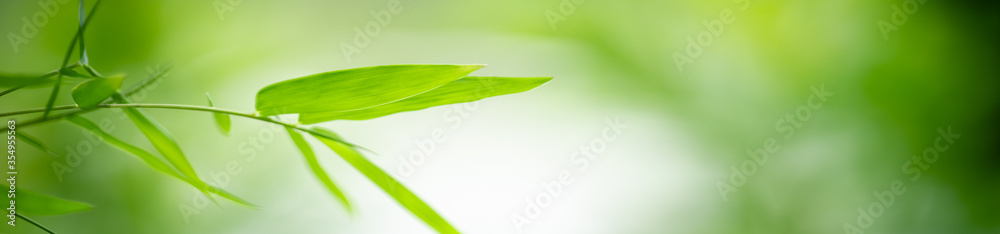 Nature of green leaf in garden at summer. Natural green leaves plants using as spring background cover page greenery environment ecology wallpaper Nature of green leaf in garden at summer. Natural green leaves plants using as spring background cover page greenery environment ecology wallpaper