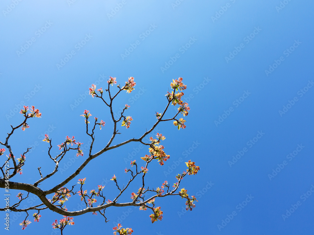 Authentic landscape branch with leaves against the sky, backlight, as a background for setting advertising or text. Authentic landscape branch with leaves against the sky, backlight, as a background for setting advertising or text.